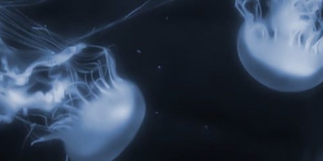 Poshmark banner for @saturnz0